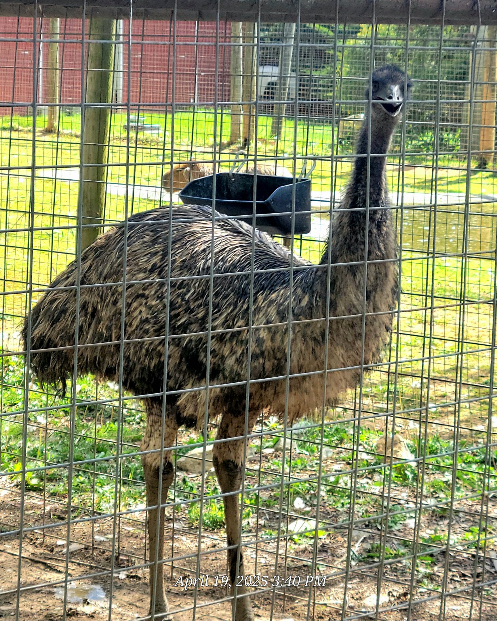 Emu