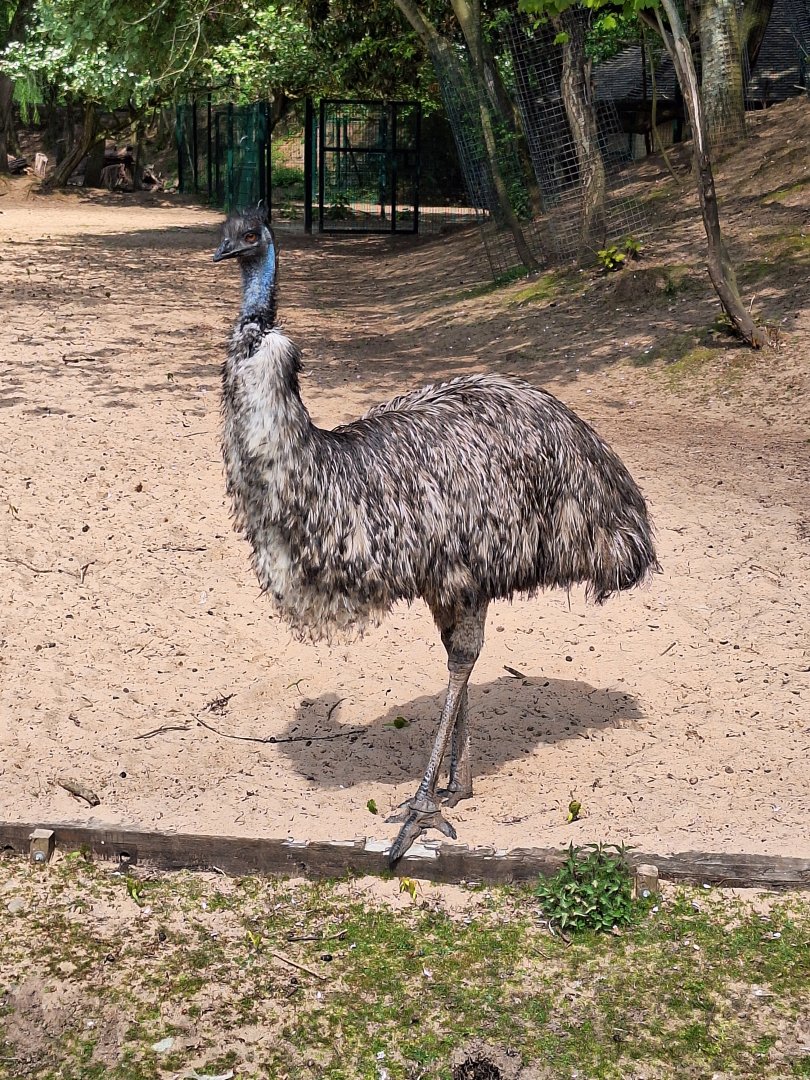 Emu
