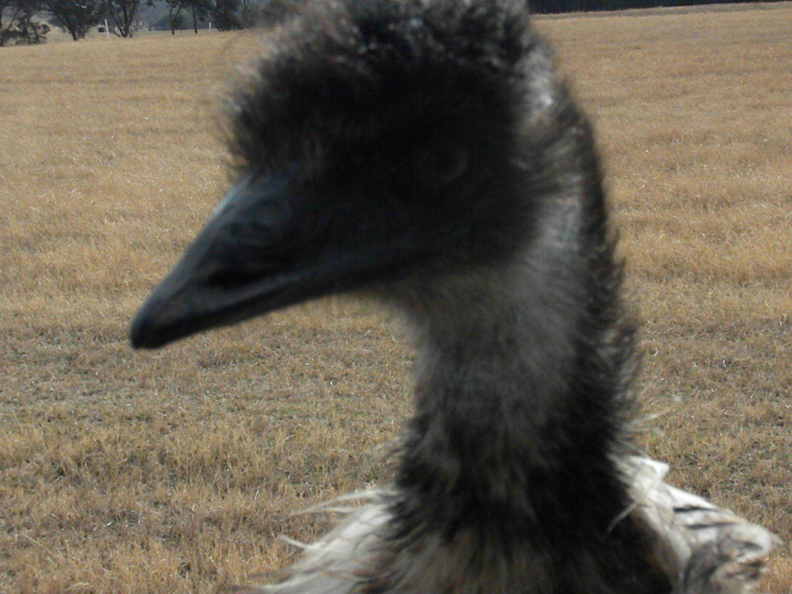 Emu