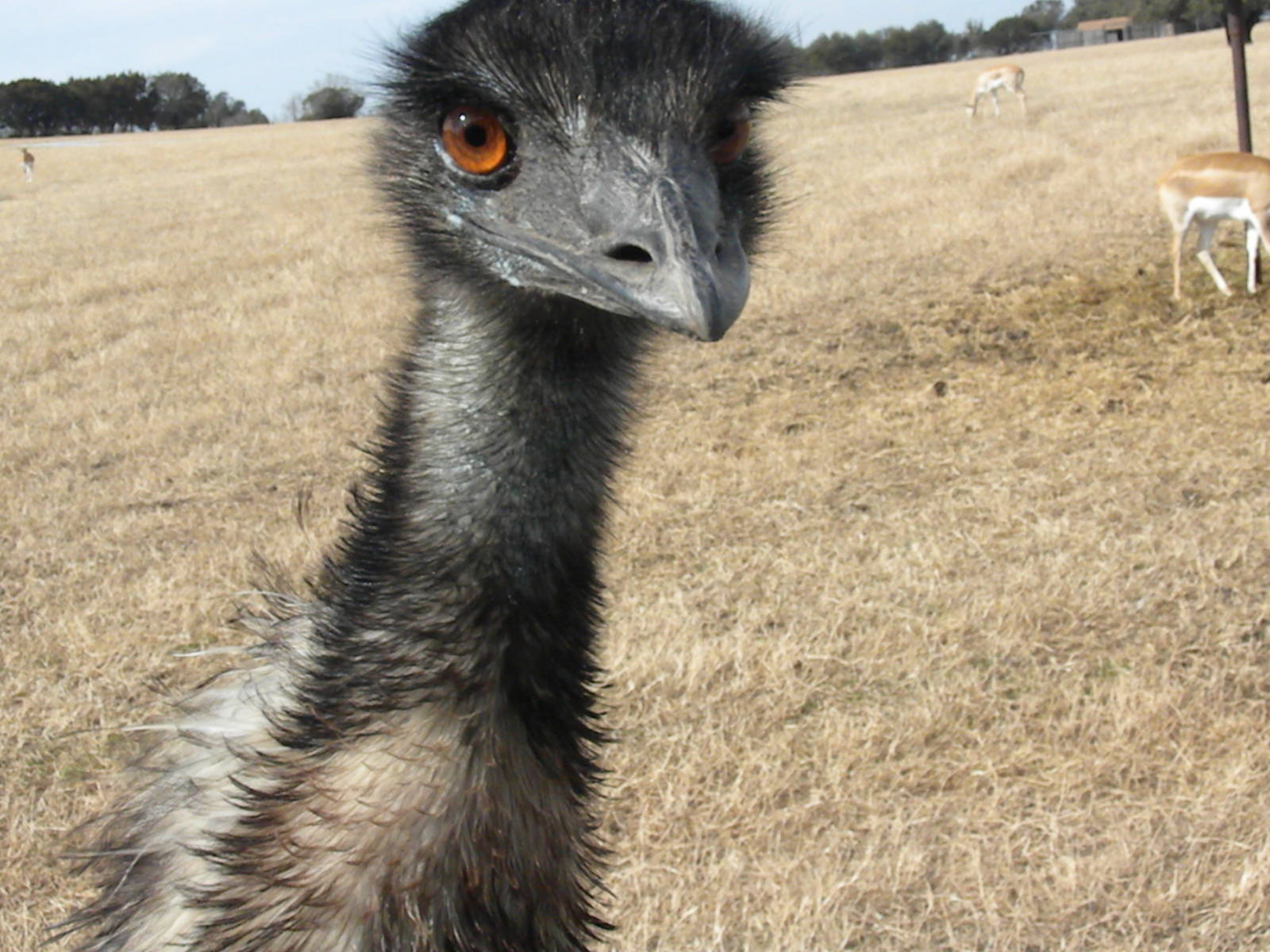 Emu