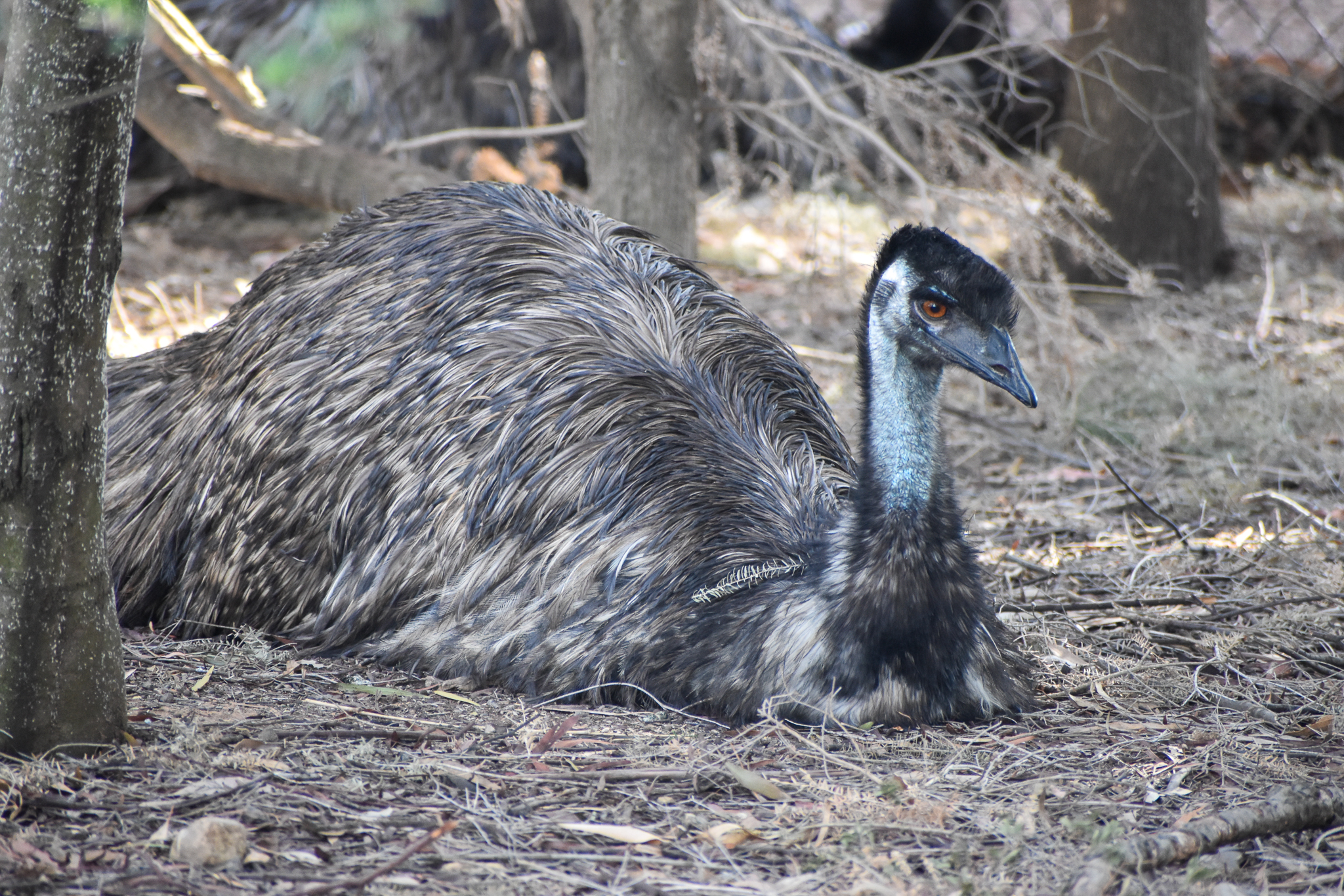 Emu
