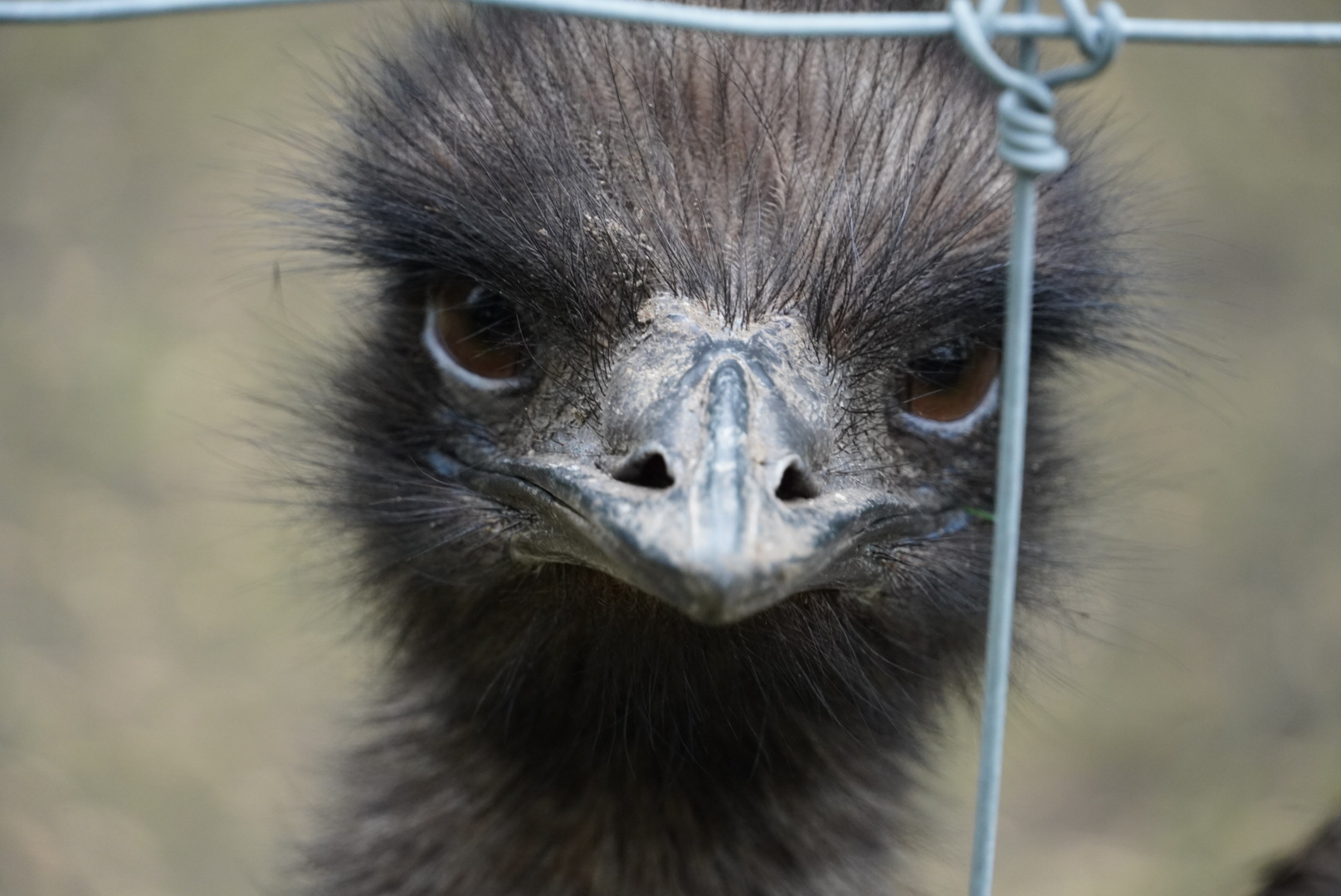Emu
