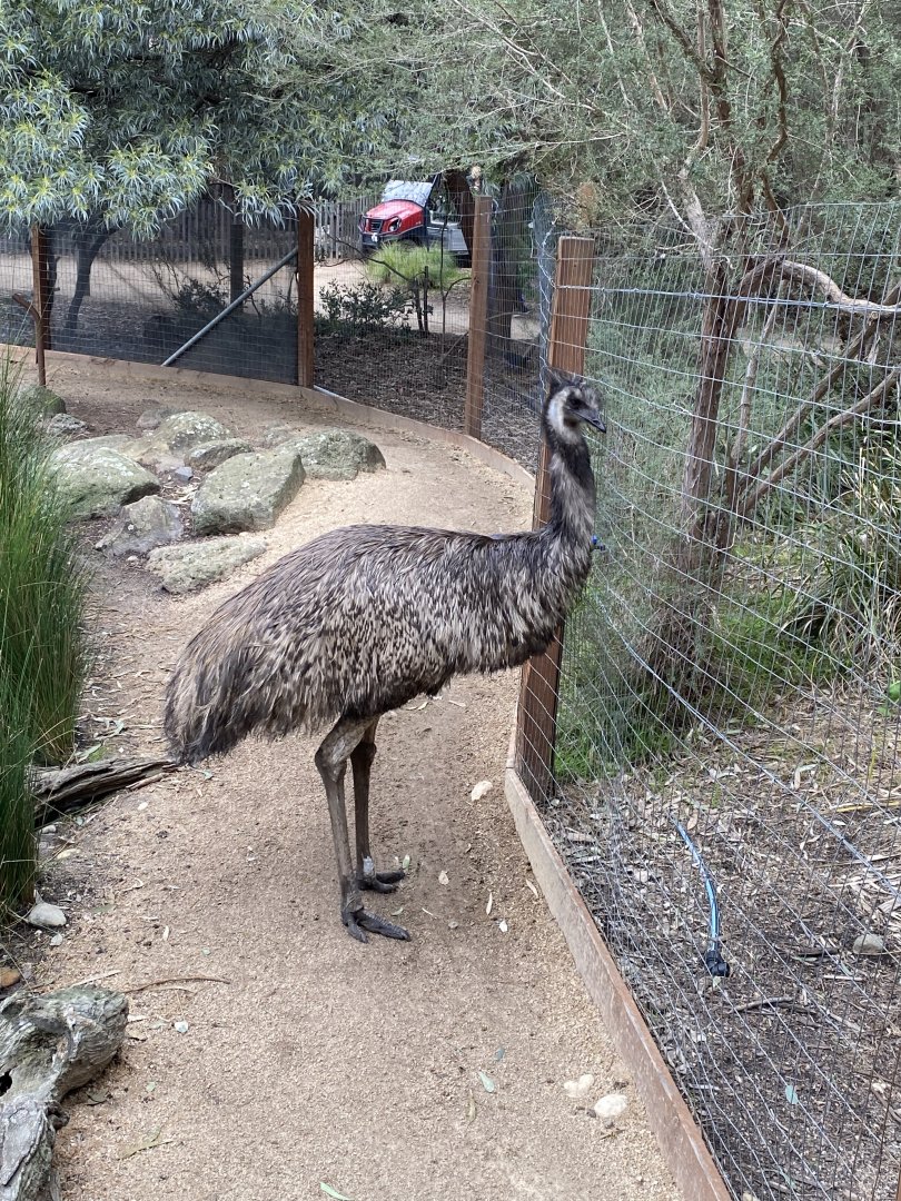 Emu