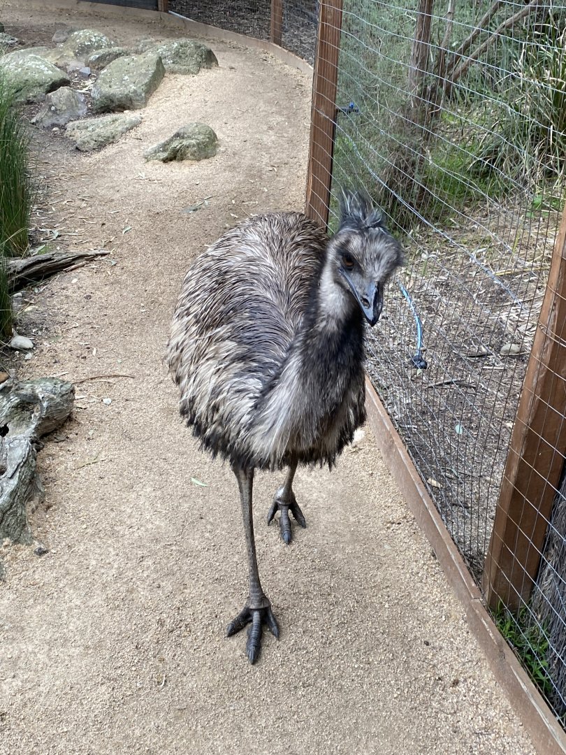 Emu