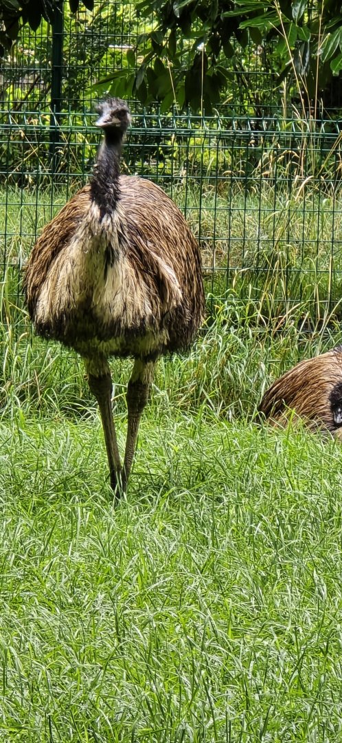 Emu