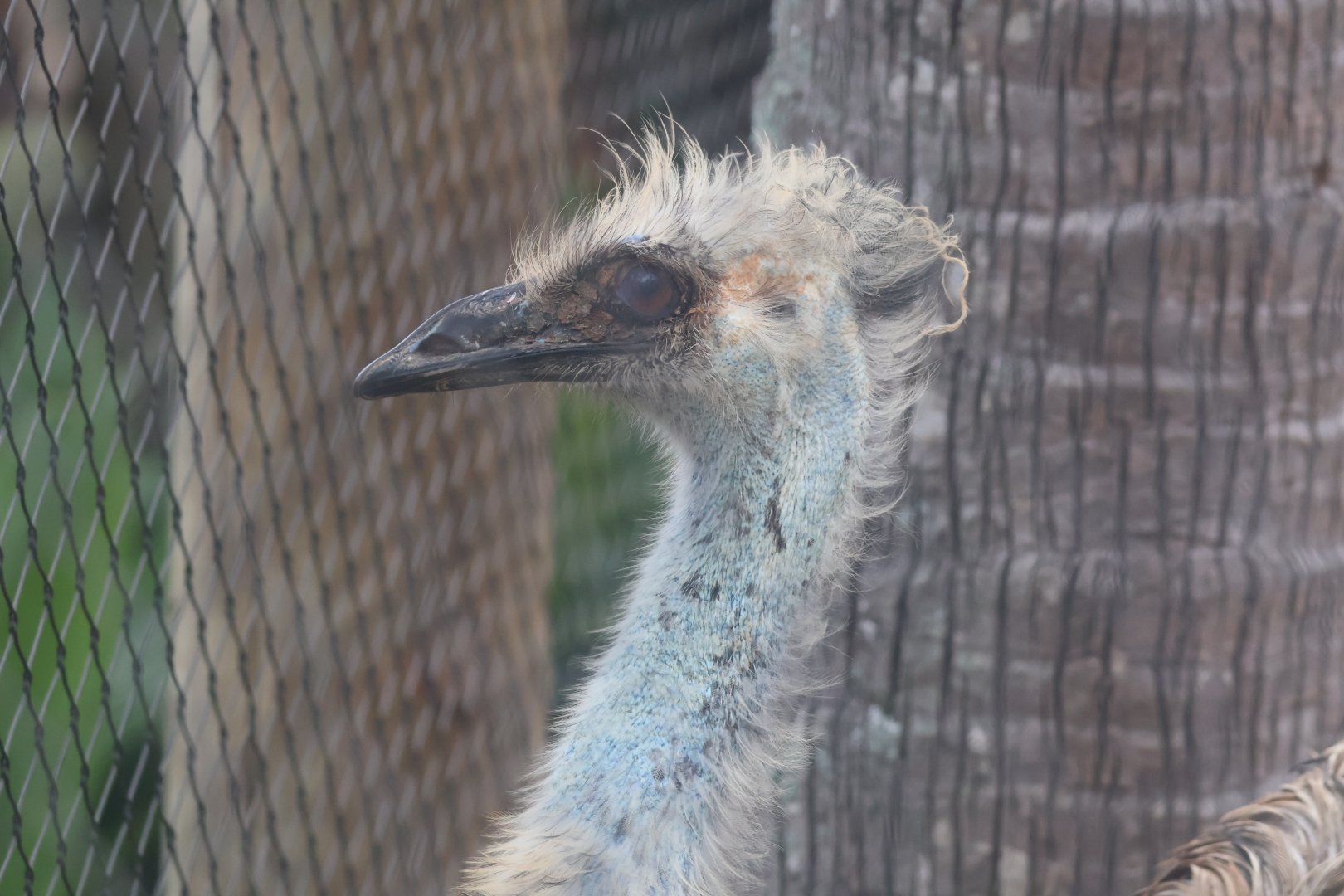 Emu