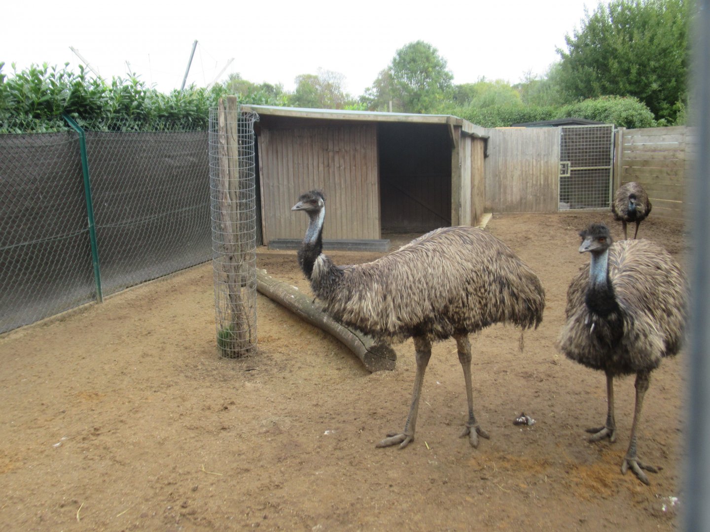 Emu