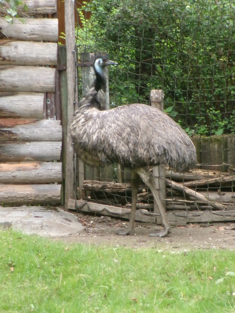 Emu