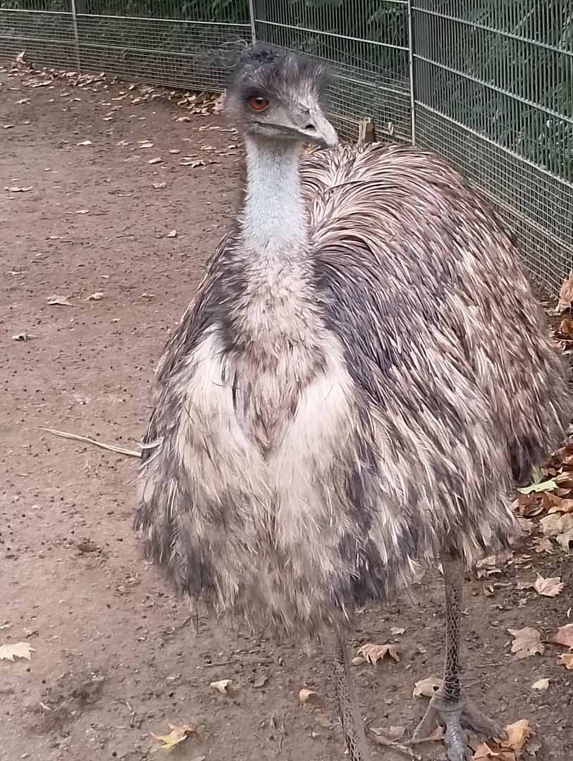 Emu