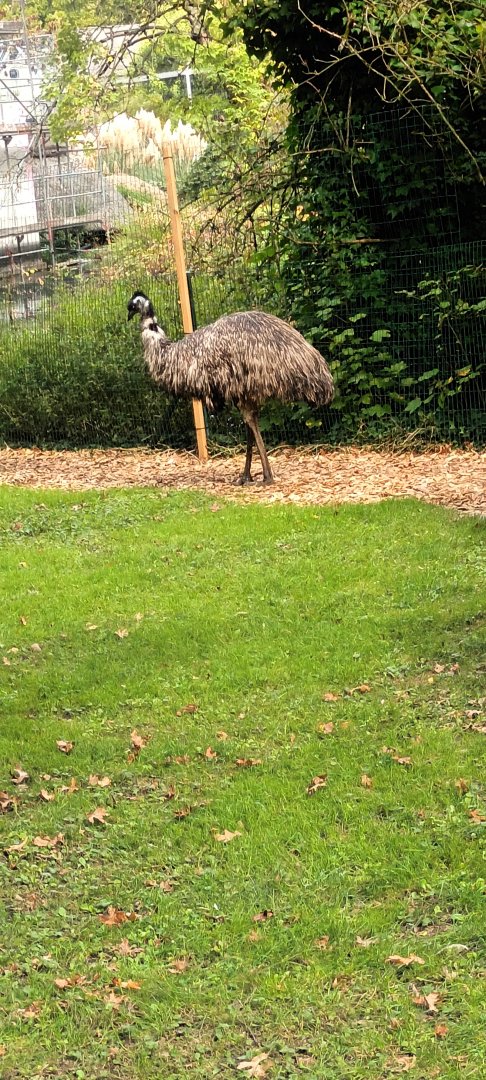 Emu