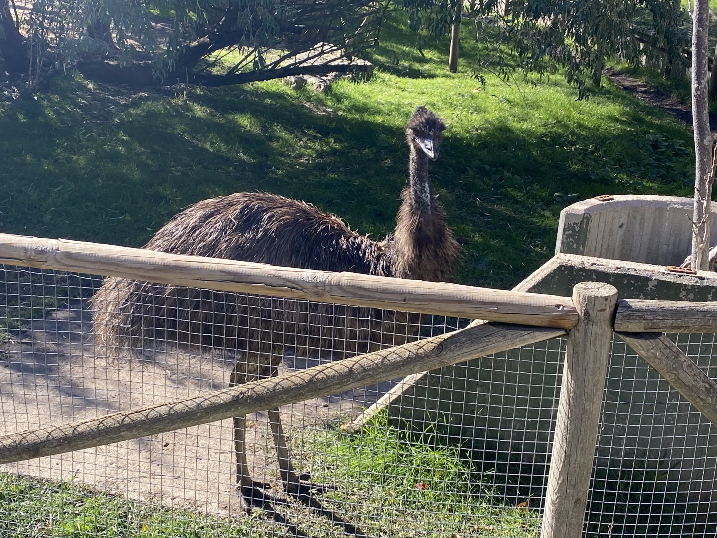 Emu
