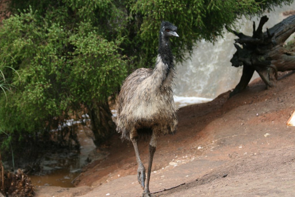 Emu