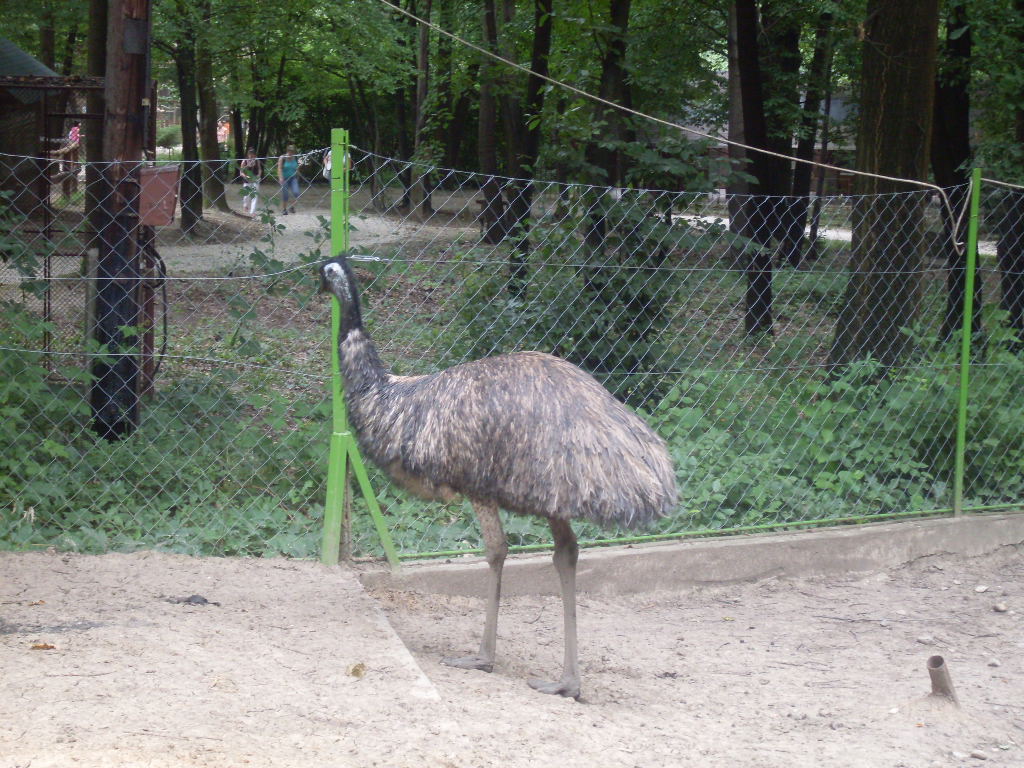 Emu