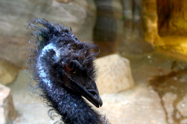 Emu
