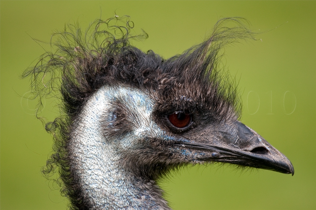 Emu