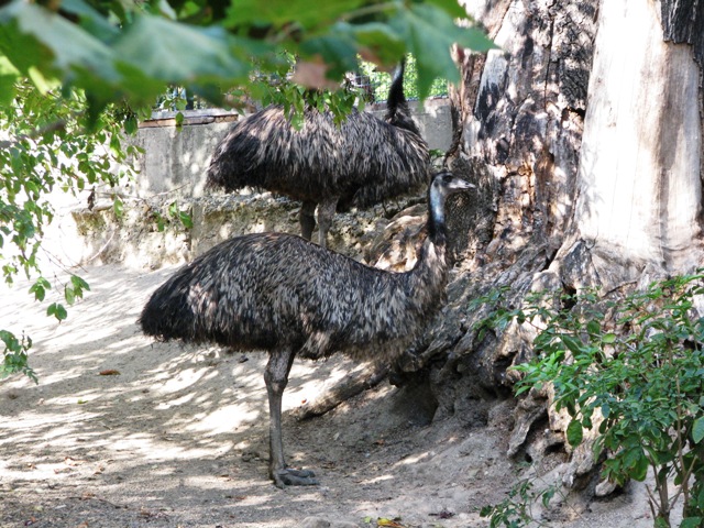 Emu8