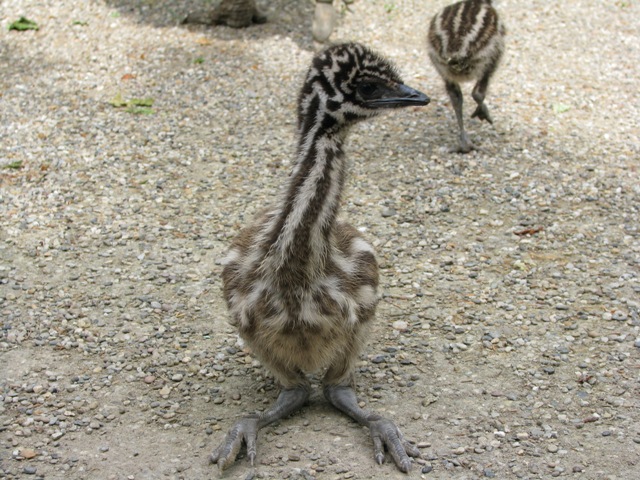 Emu_chick