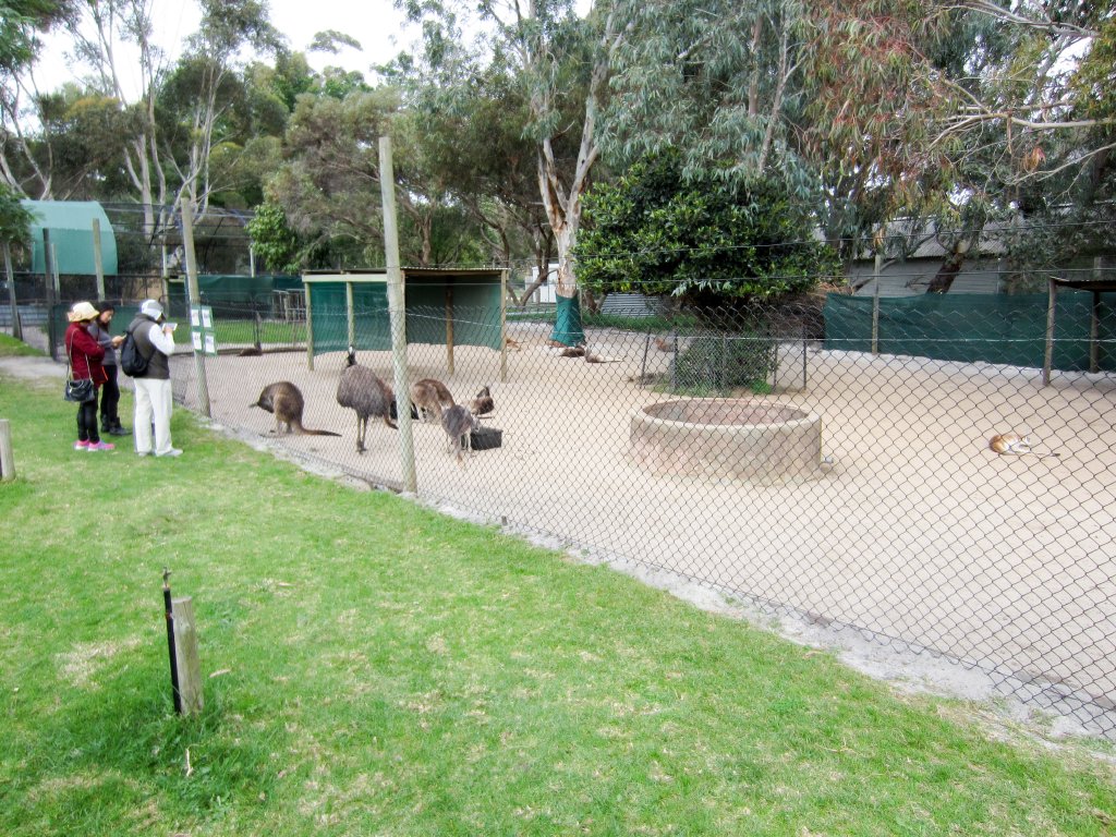 Emus and Kangaroos