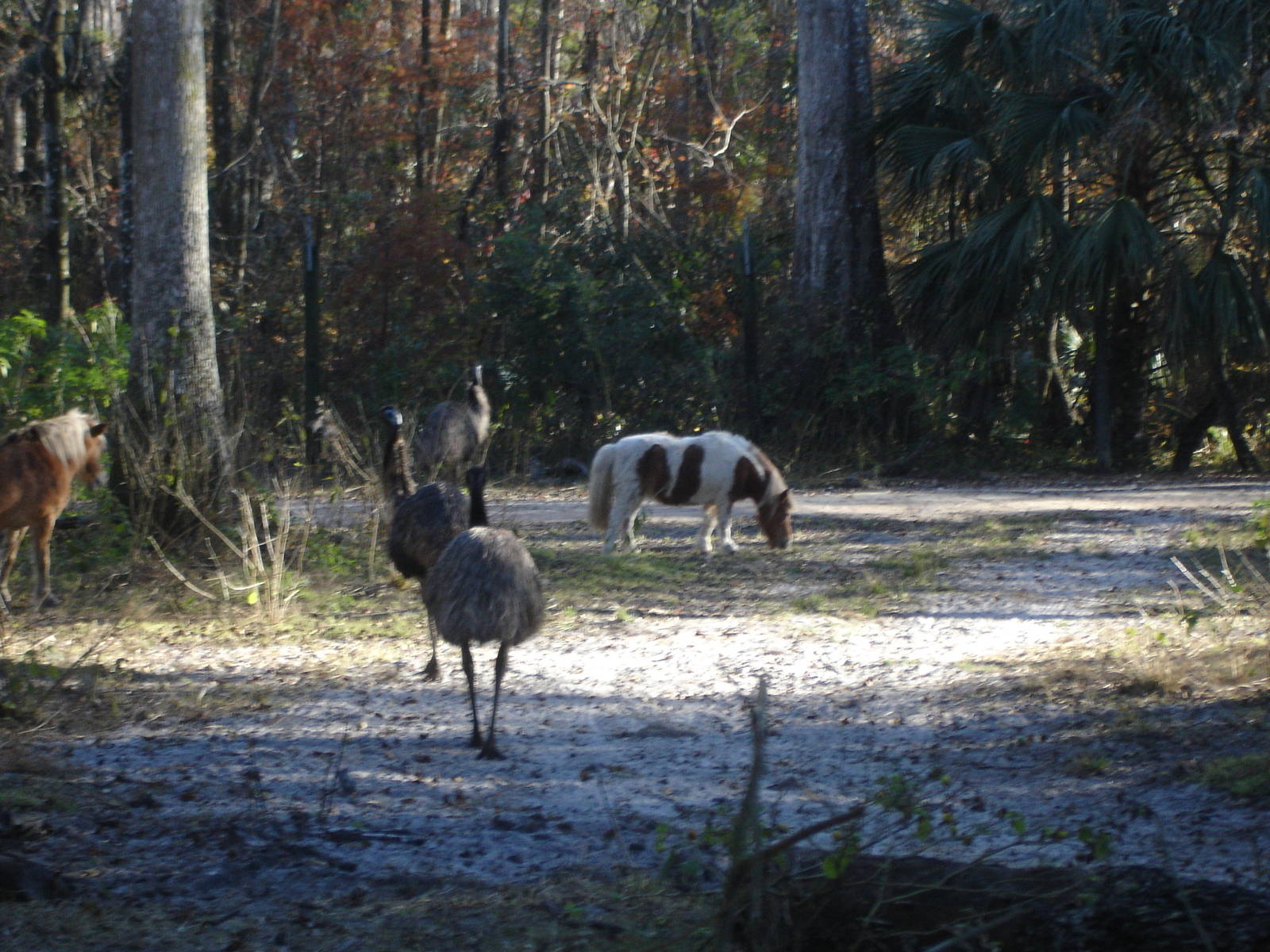 Emus and Mini Horses from jeep tour