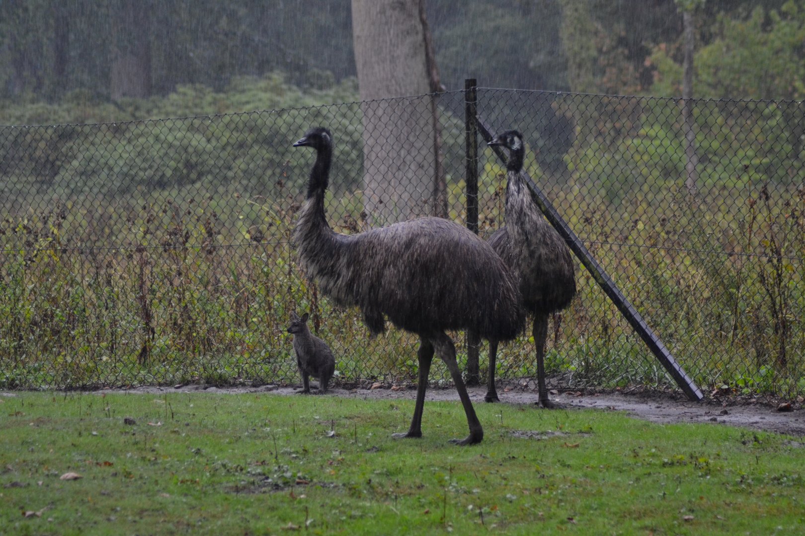 Emus and red-necked wallaby in heavy rain