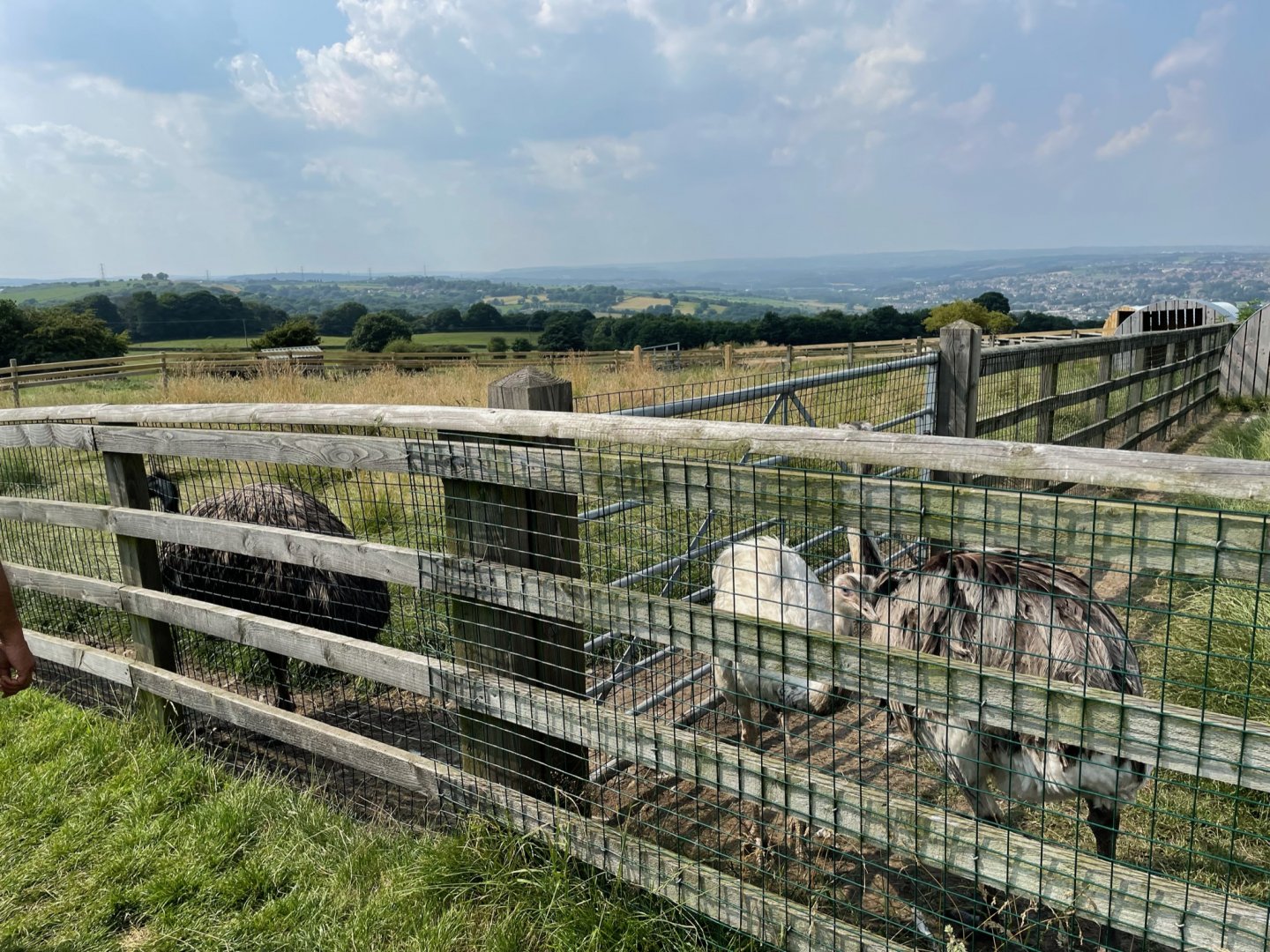 Emus and Rheas at Charlotte's Ice Cream Parlour (July 2021)