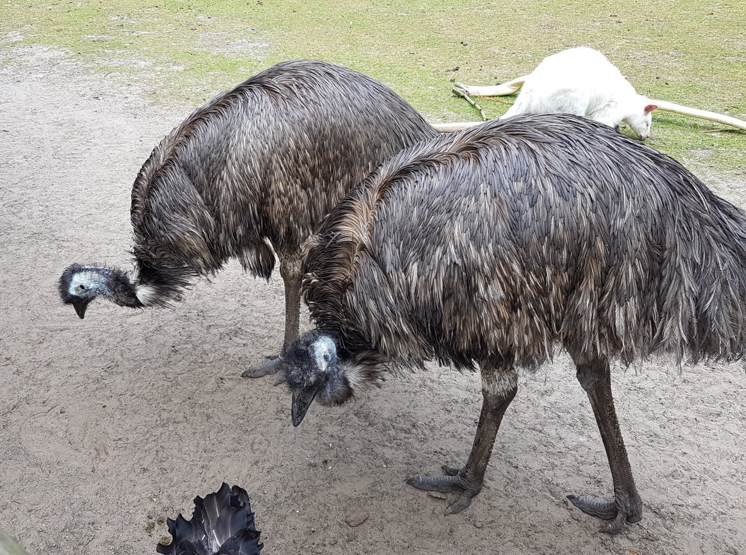 Emus and Wallaby