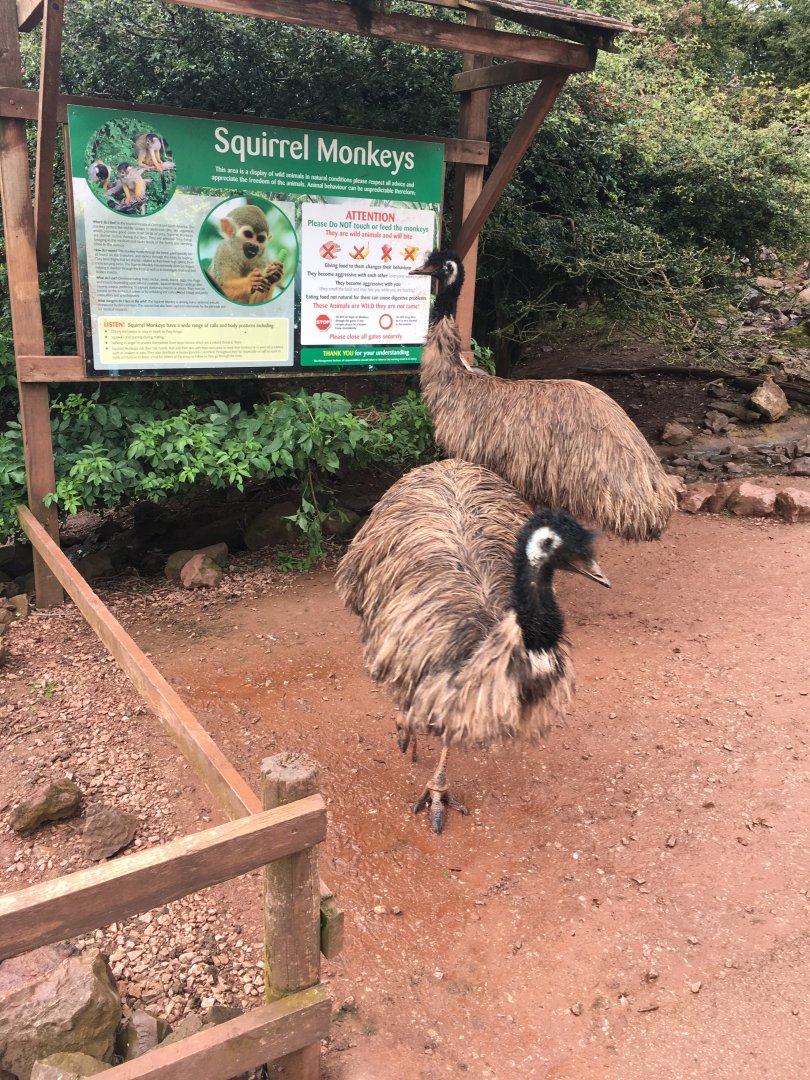 Emus appearing to read about one of their coinhabitants of the very large walkthrough! 030817