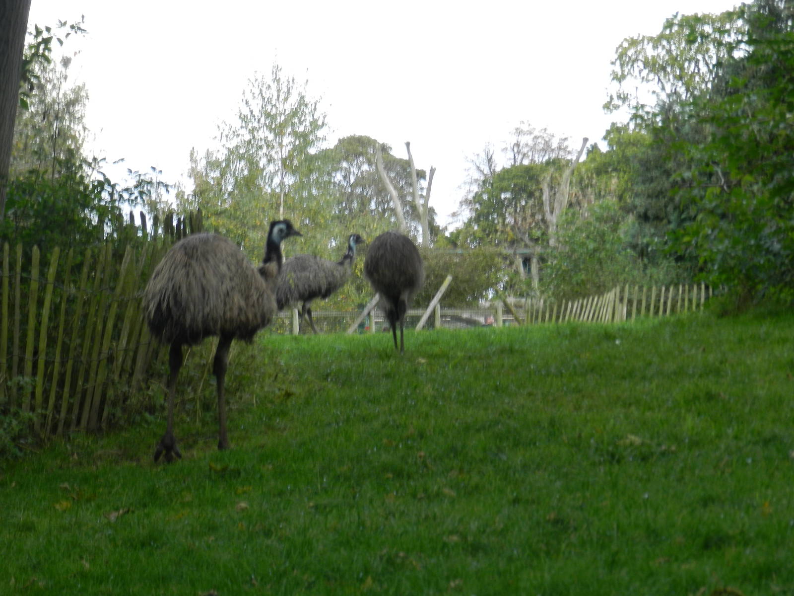 Emus at Flamingo Land - 14/10/2012