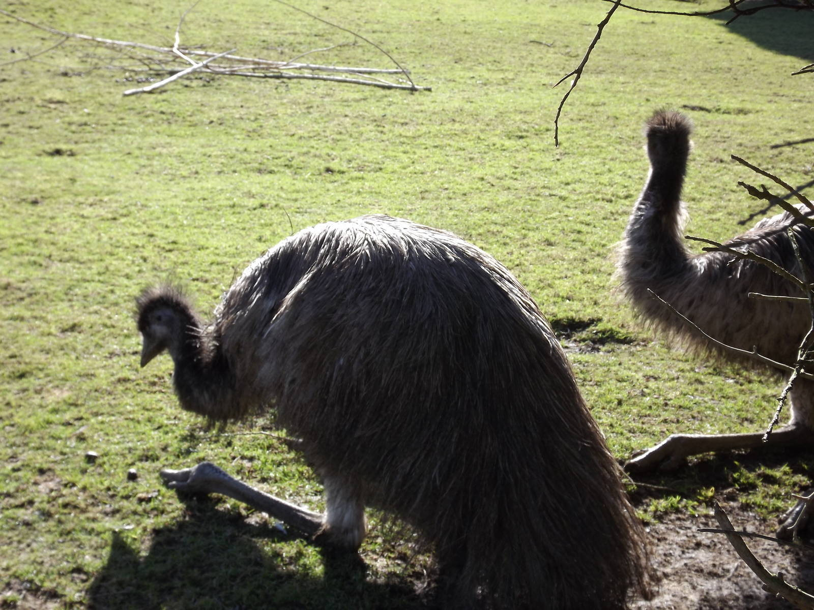 Emus at Flamingoland 19/02/12