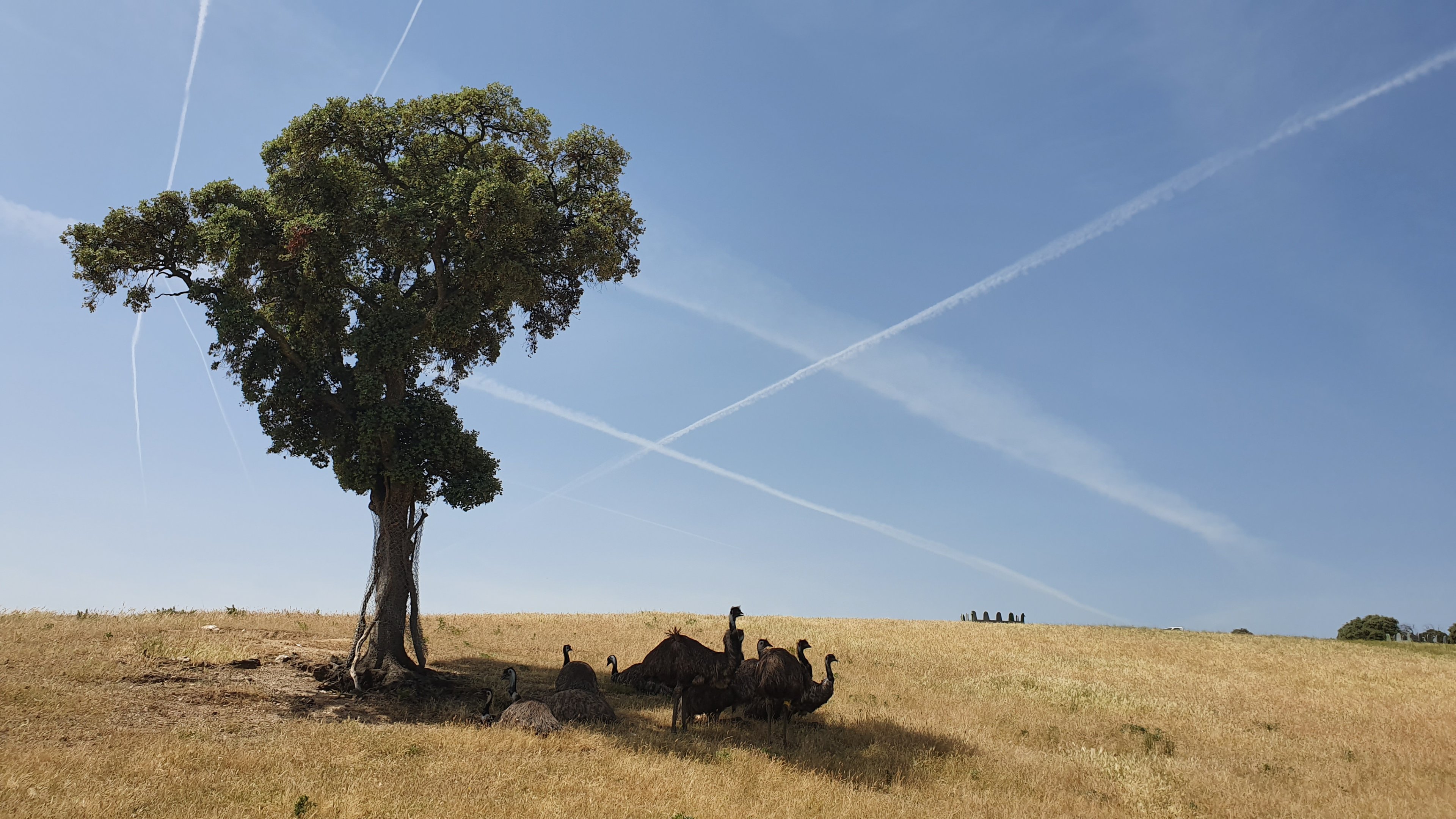 Emus at Safari Madrid, 19th May 2022