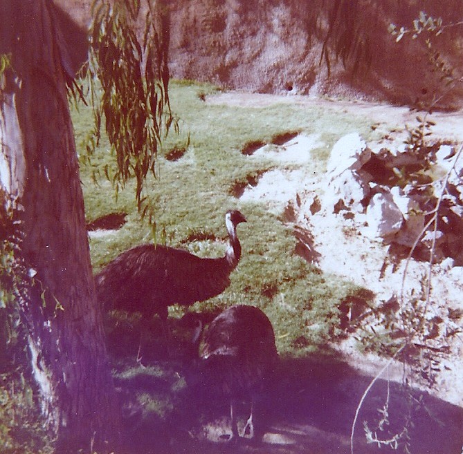 Emus - Circa 1977/78