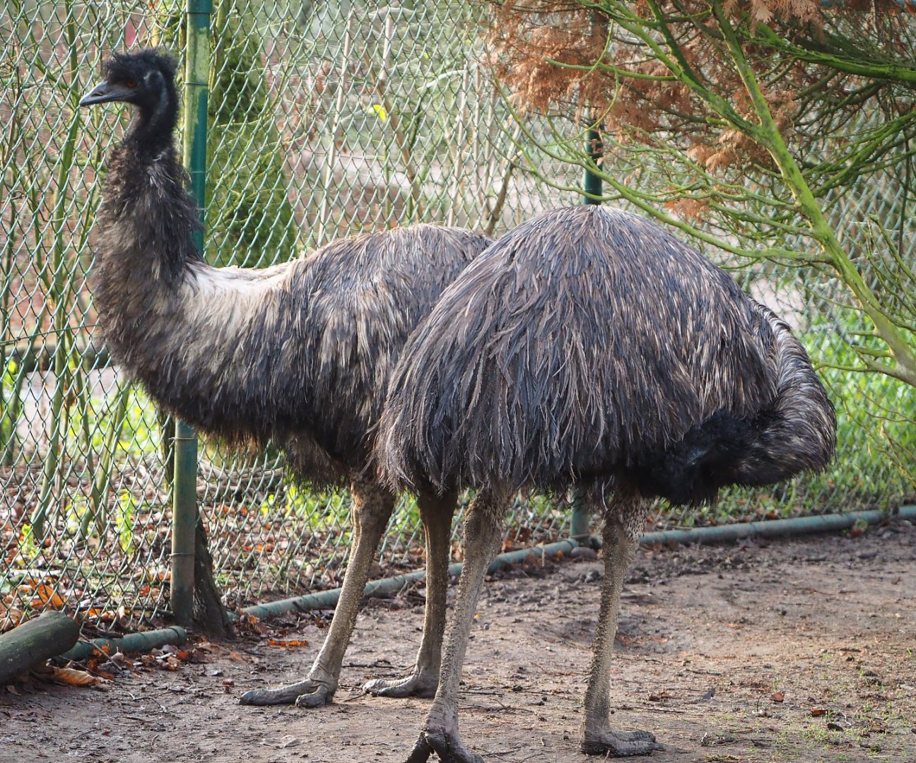 Emus (Dromaius novaehollandiae), 2019-12-28