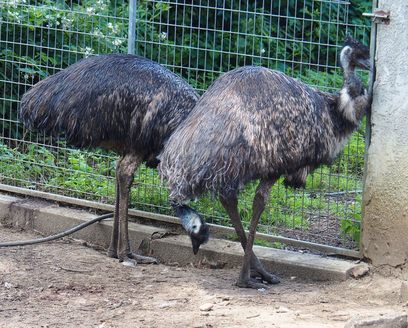 Emus (Dromaius novaehollandiae), 2020-06-20