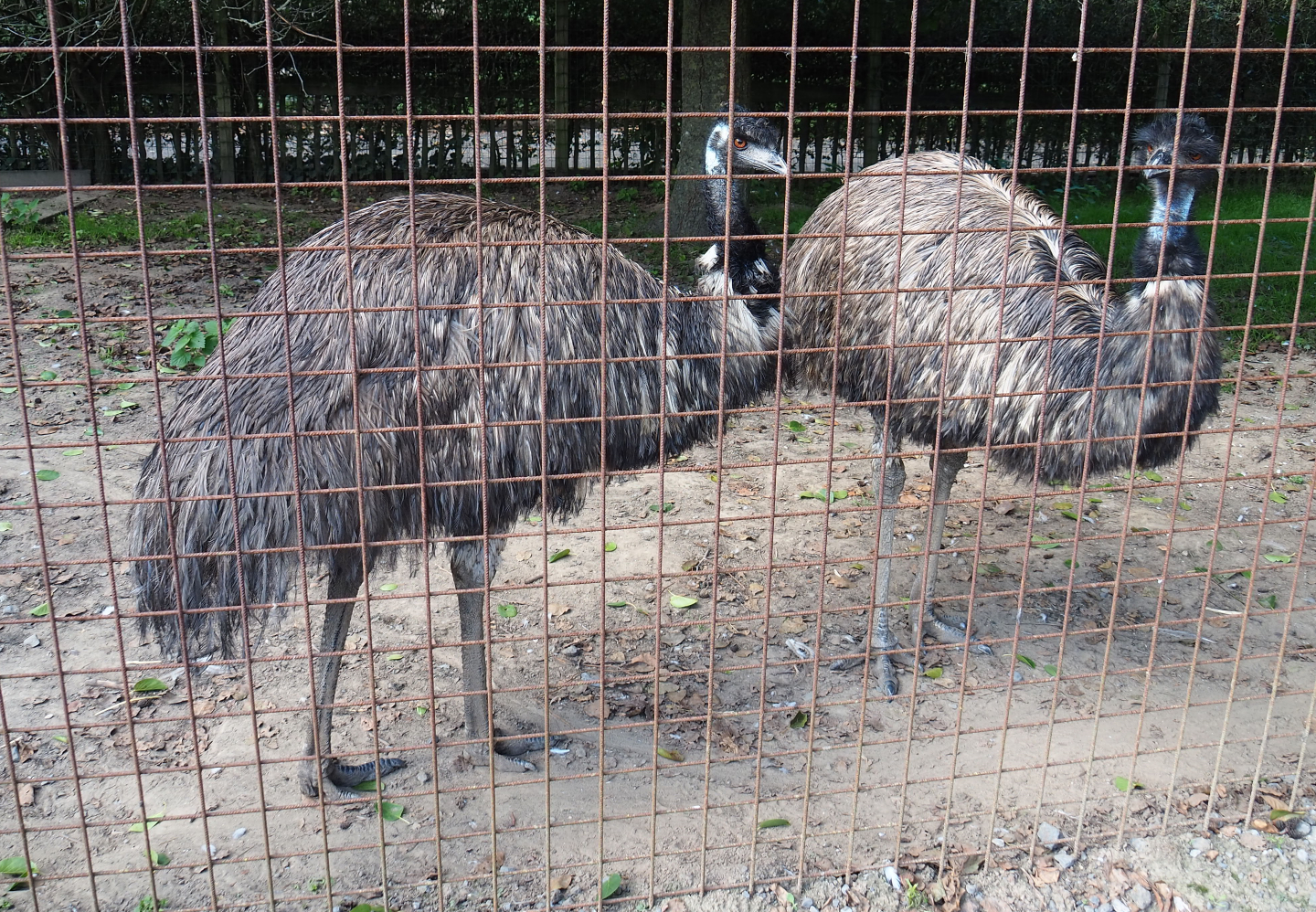 Emus (Dromaius novaehollandiae), 2020-09-12