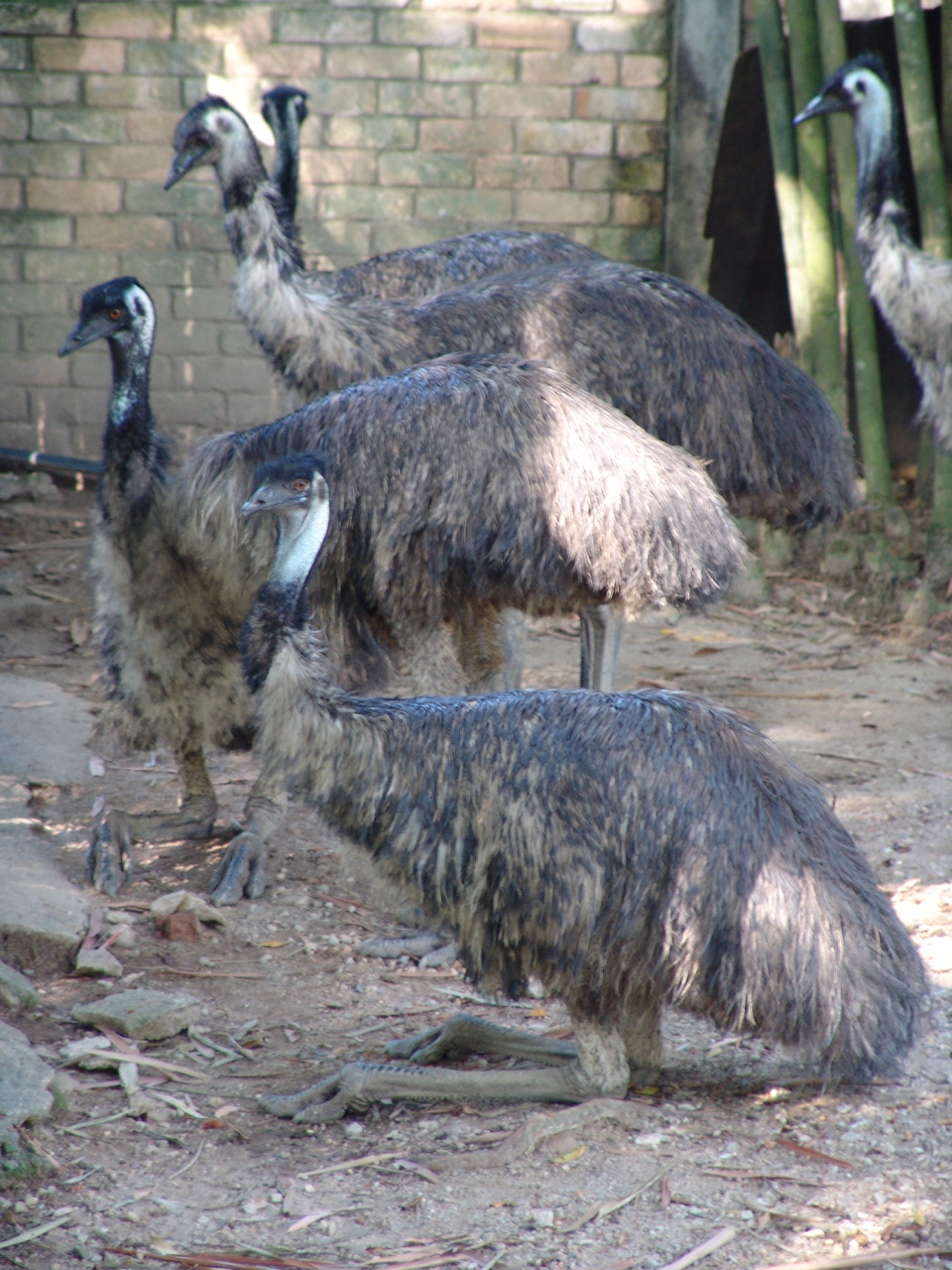 Emu's (Dromaius novaehollandiae) at the Australian enclosure