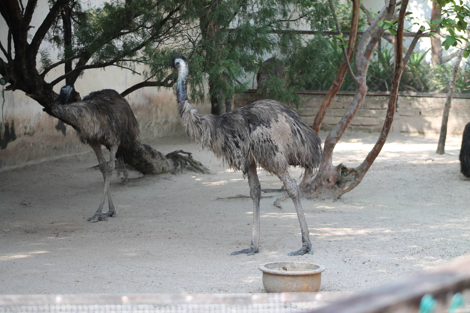 emus (Dromaius novaehollandiae)