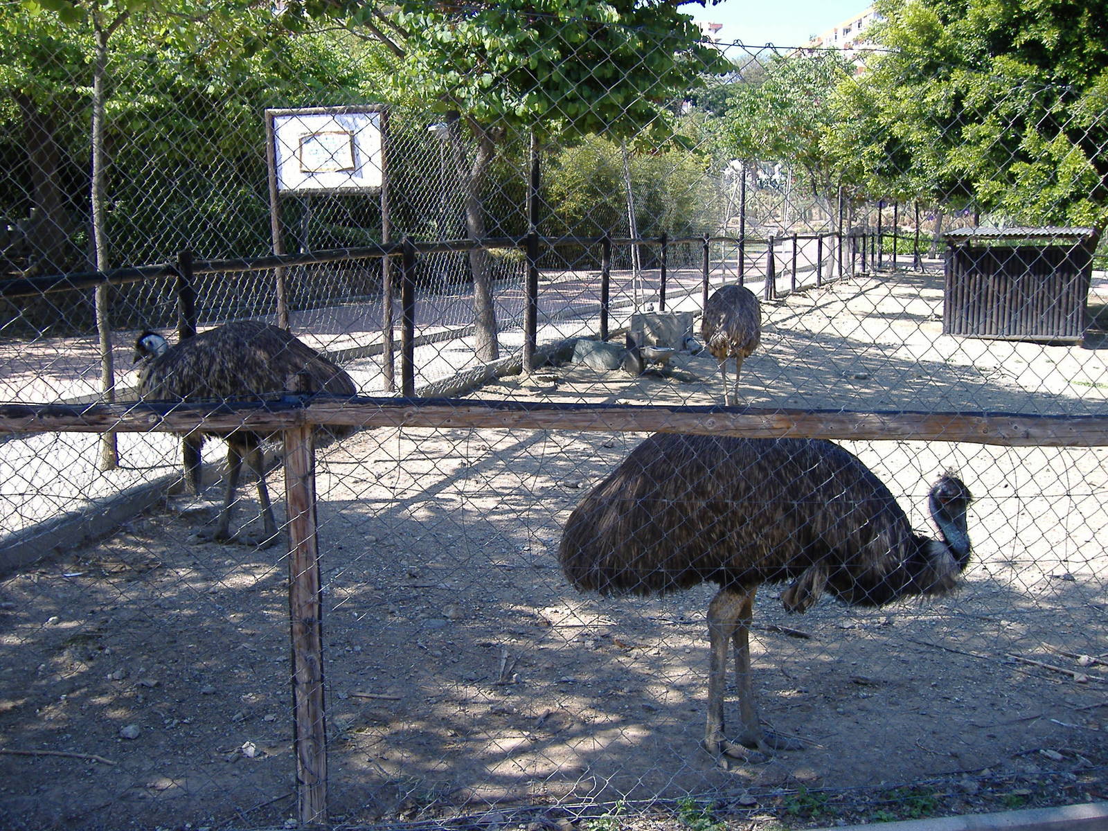 Emus in Paloma Park, Benalmadena, Malaga