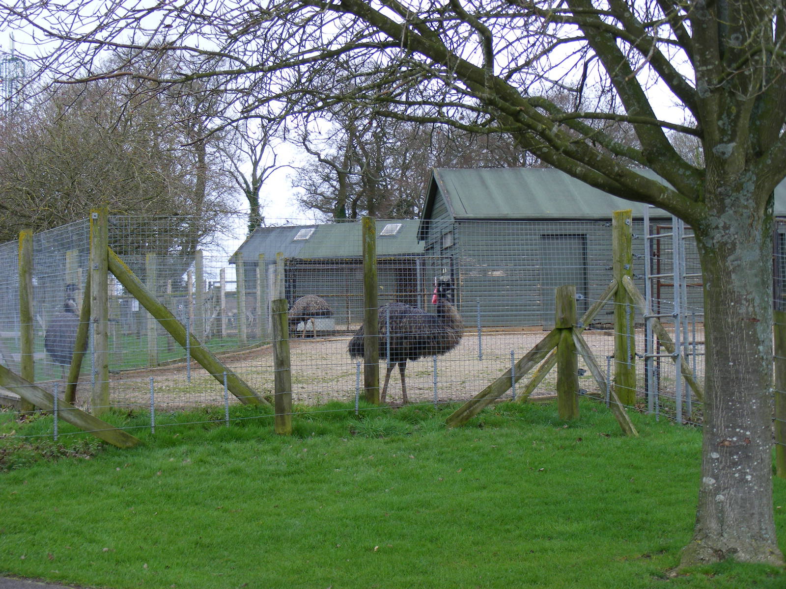 Emus in their new enclosure at Marwell Wildlife, 27 February 2011