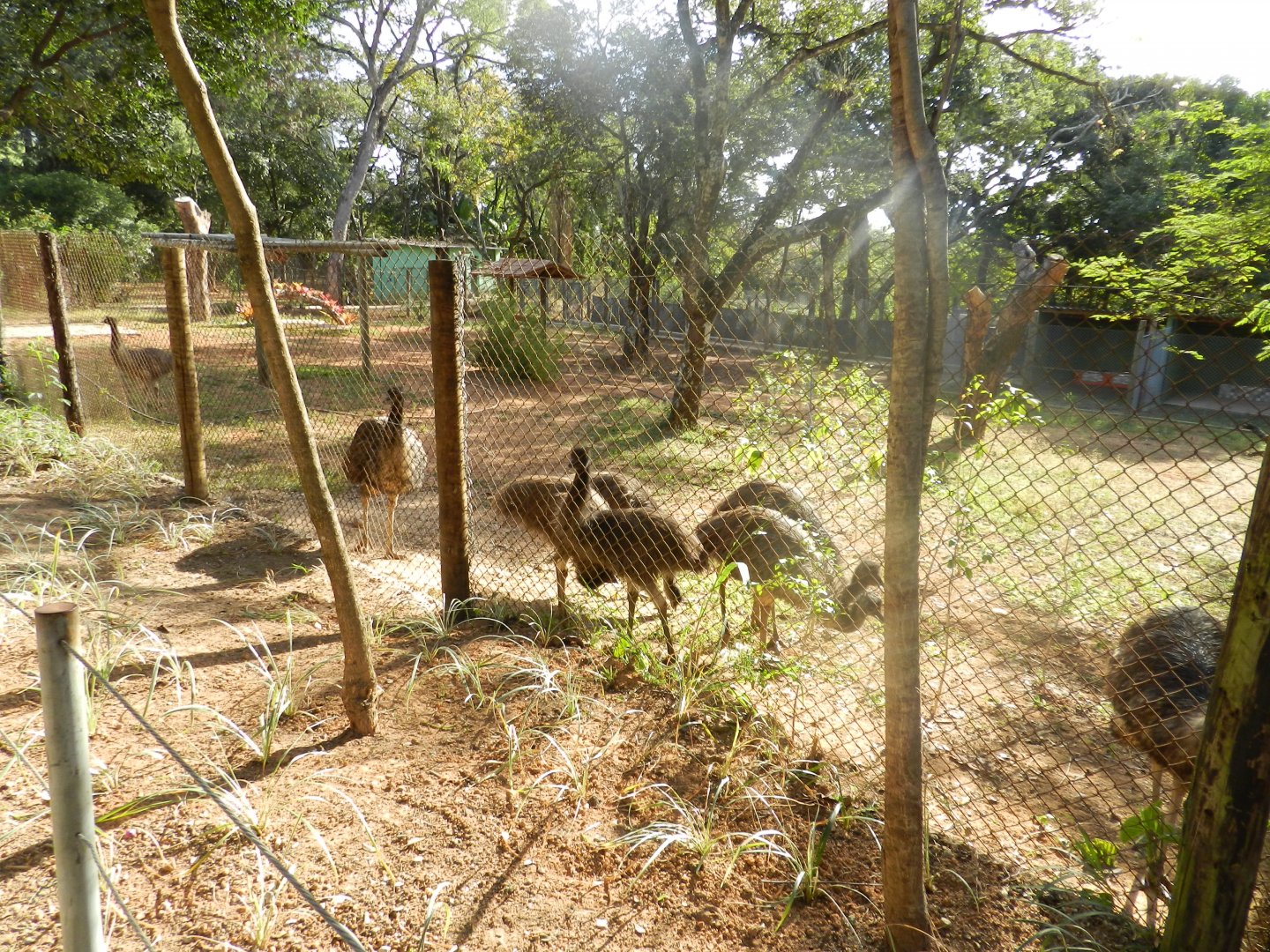 Emus in their new exhibit - Belo Horizonte zoo