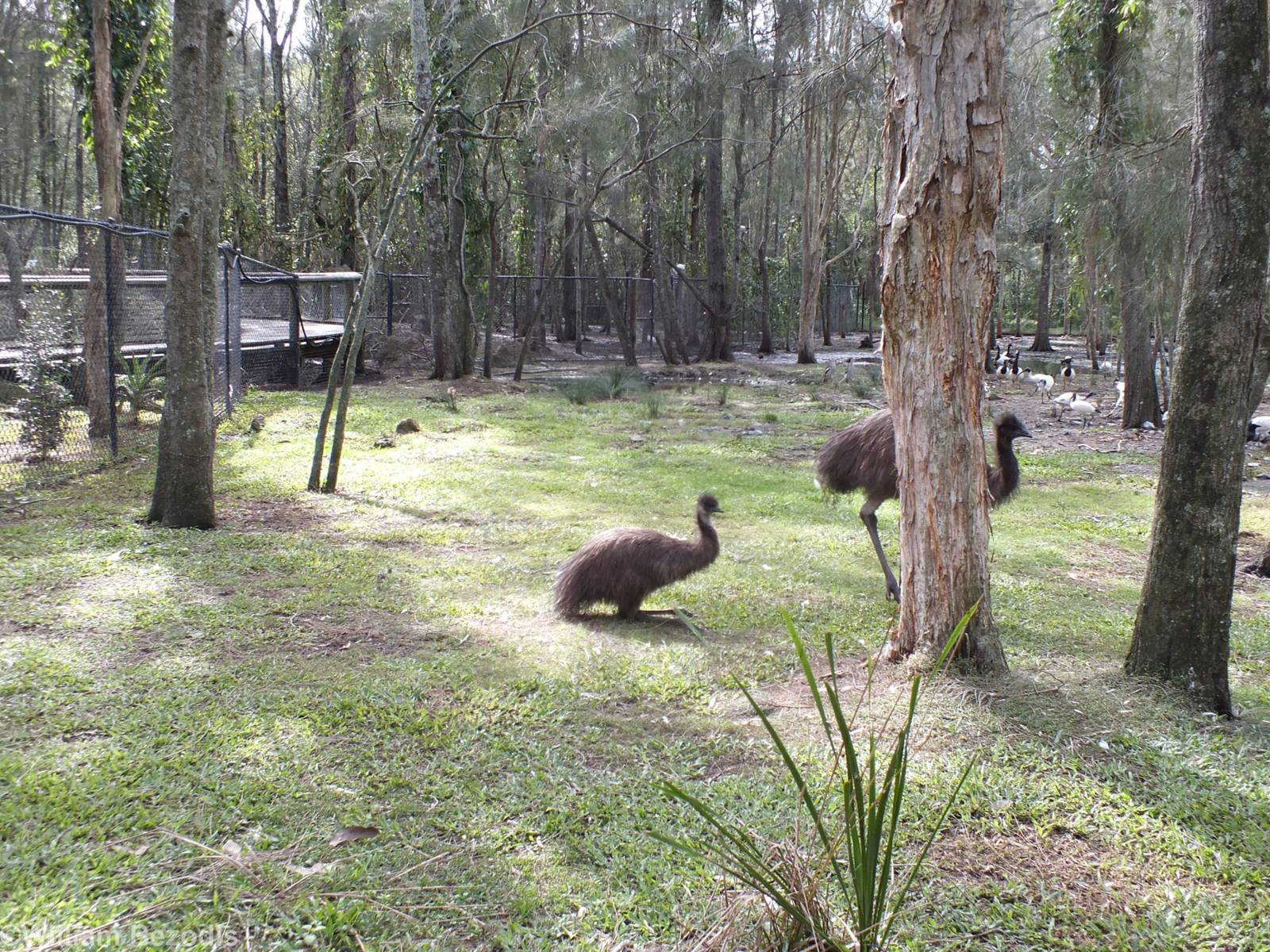Emus in Walkthrough Enclosure