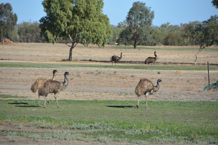 Emus on Bourke, NSW, golf course