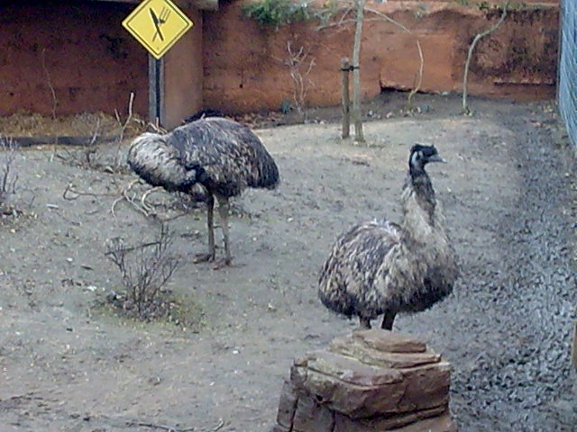 Emus on the Mappins