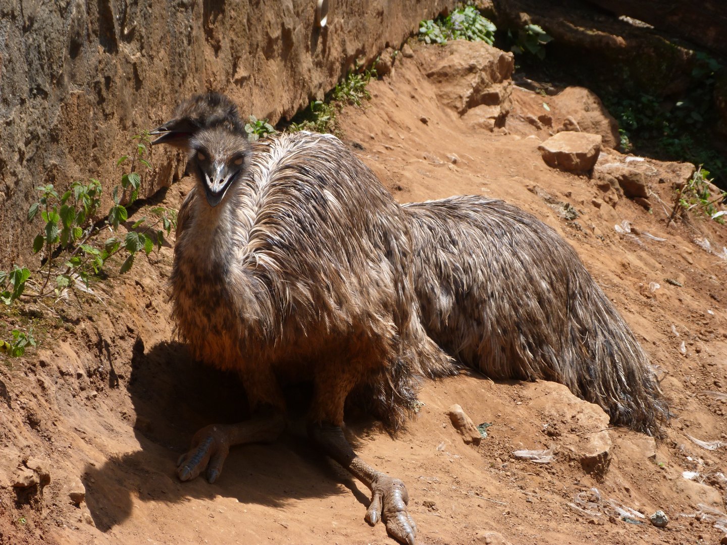 Emus -Parque de la Naturaleza de Cabárceno (2025)
