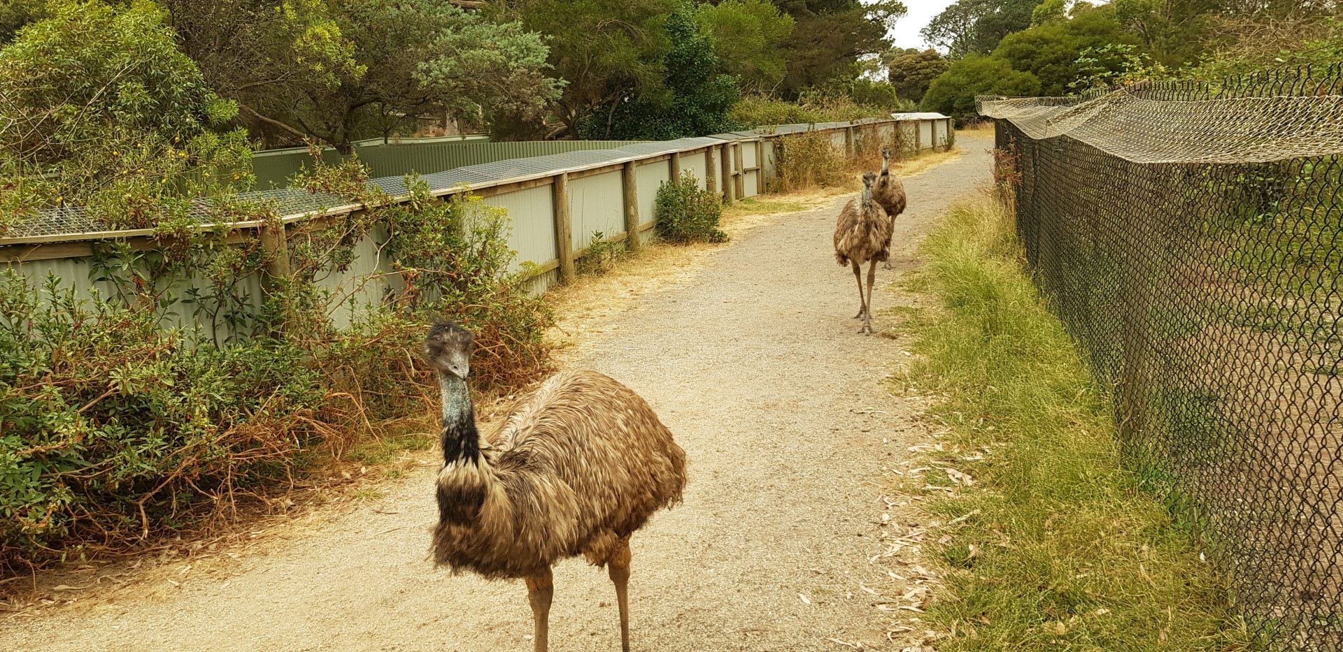 Emus waltzing past the tas devils