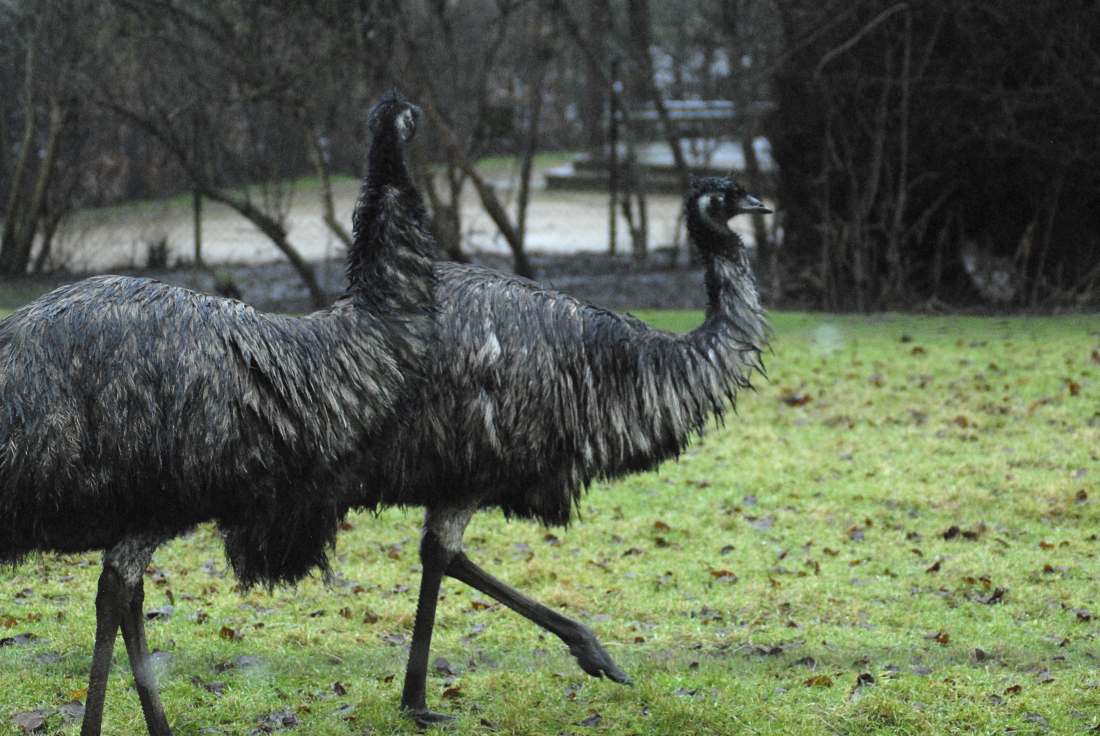 Emu's Wet Day - Cotswold 2021