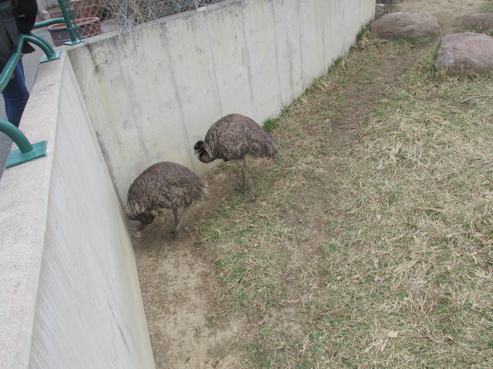 Emus
