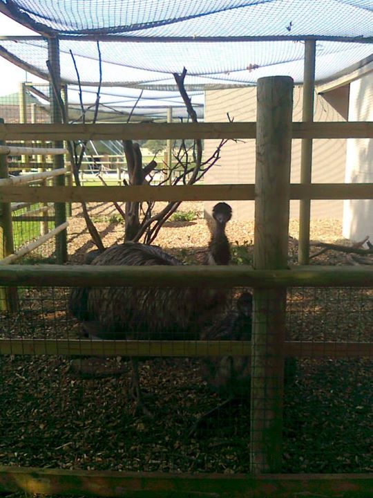 Emus