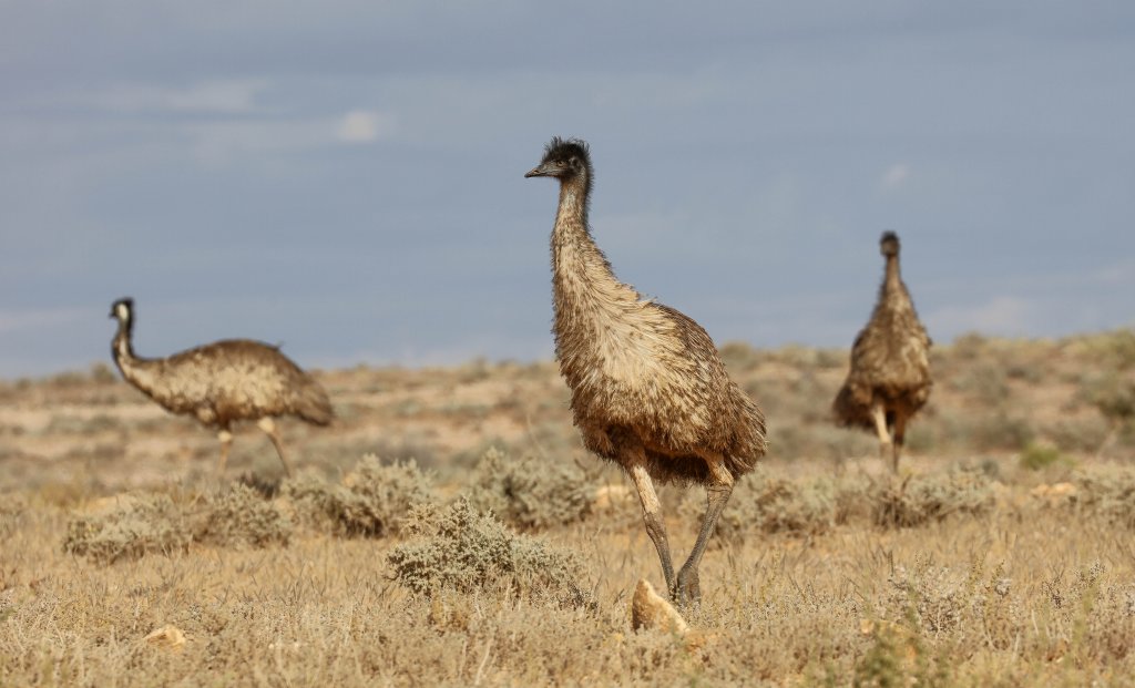 Emus