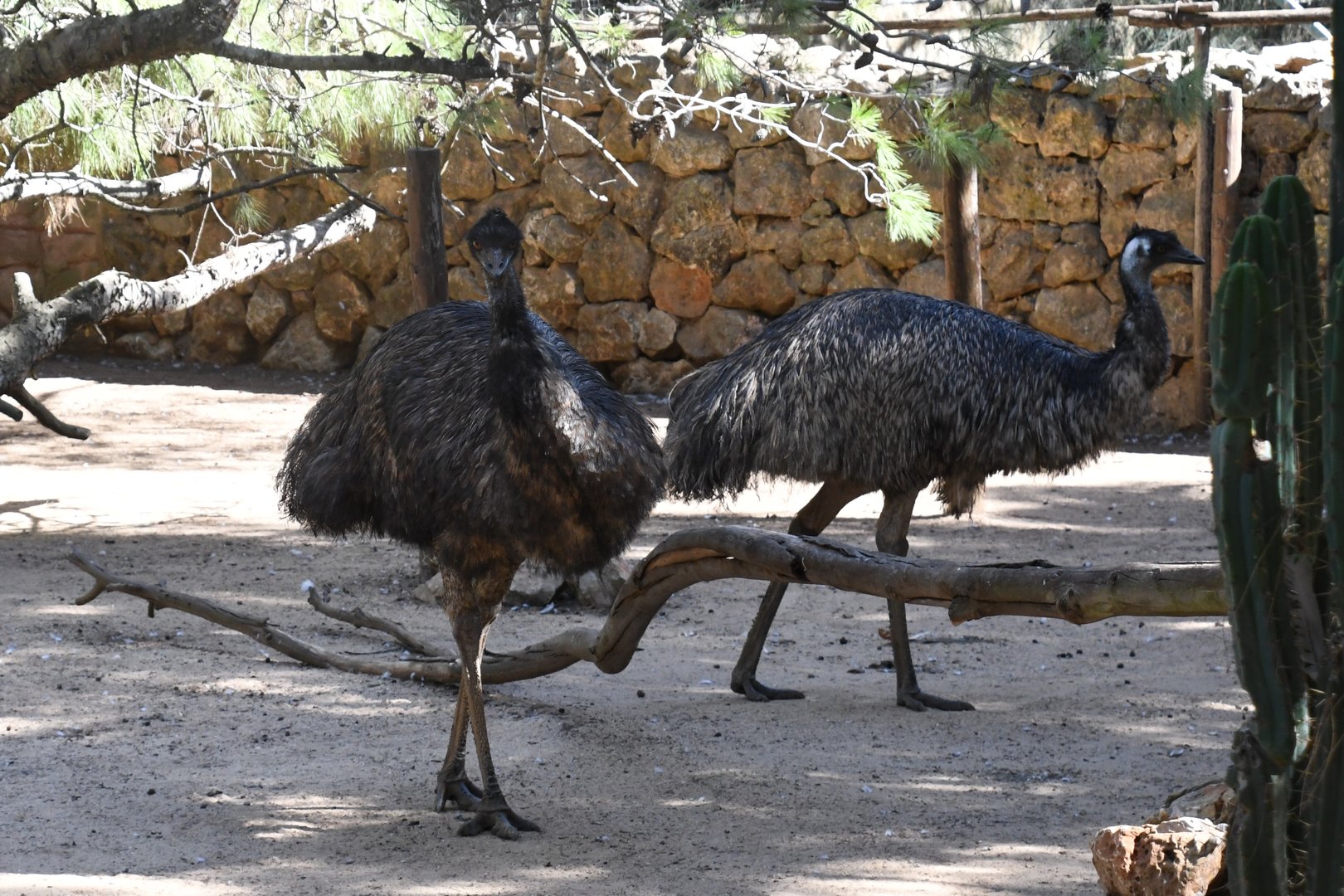 Emus