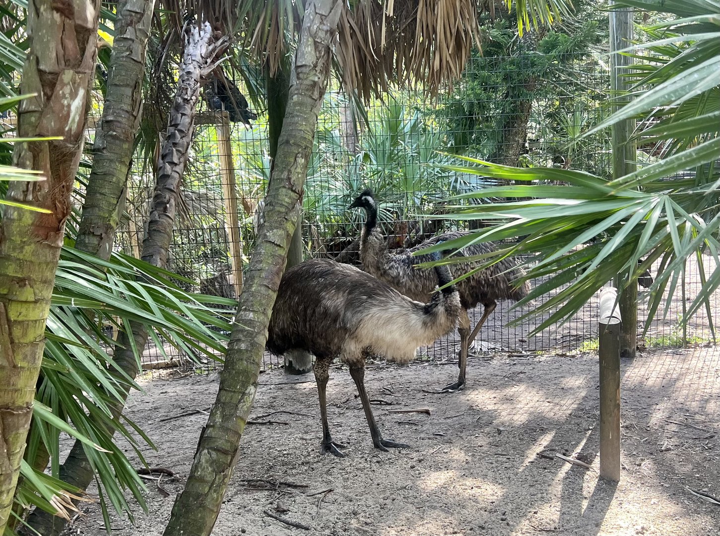 Emus